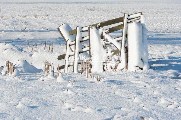 Besneeuwd hekwerk in polderlandschap [00993285]