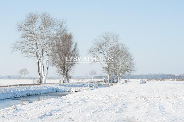 Bomen in besneeuwd polderlandschap [00993286]