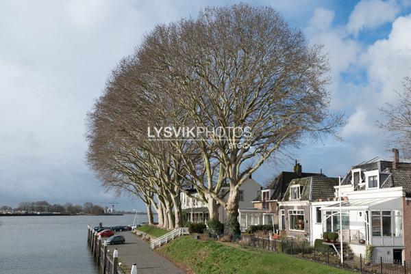 Kolossale bomen op de kade van de Lekdijk te Schoonhoven [1000288]