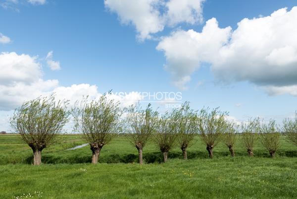 Polderlandschap met wilgen een hek en bewolkte lucht in de omgeving van De Donk, Brandwijk