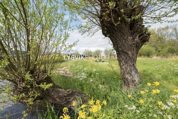 Doorkijkje tussen twee wilgen bij de brug over het riviertje de Alblas