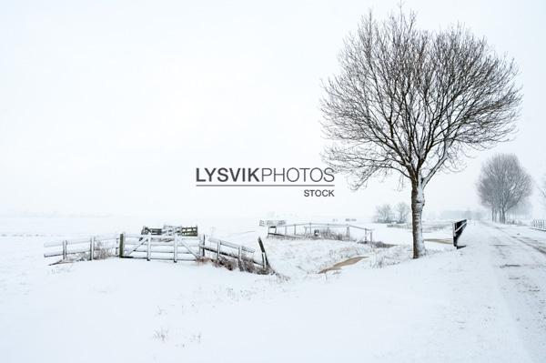 Besneeuwd polderlandschap met hek en boom [IMGJ2128]