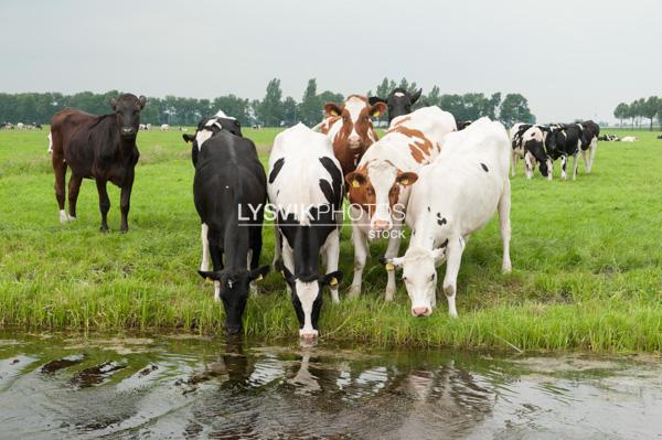 Koeien in weiland drinken uit sloot [00877747]