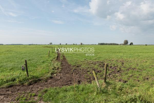 Koeienpaadje in polderlandschap [01110634]