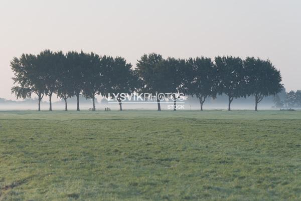 Bomenrij in mistig polderlandschap [01111732]