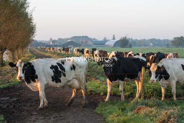 Koeien lopen in een rijtje naar de weide [01111738]