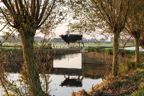 Doorkijkje naar koe op bruggetje [01111830]