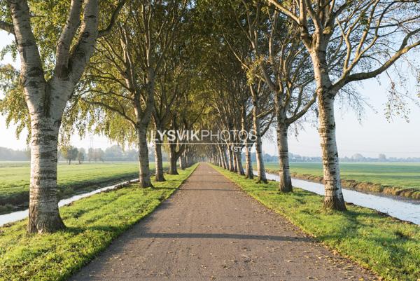 Weg met bomenrij kort na zonsopkomst [01111743]