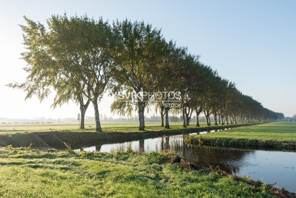 Bomenrij in nevel bij zonsopkomst [01111740]