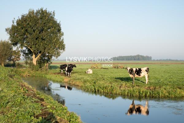 Koeien in weiland met sloot [01111739]