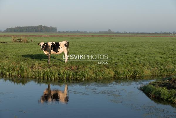 Koe in weiland met sloot [01111745]