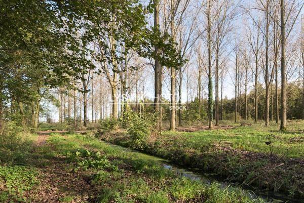 Wandelpaadje in Alblasserbos [VTF7557]