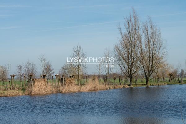 Oever met riet en bomen