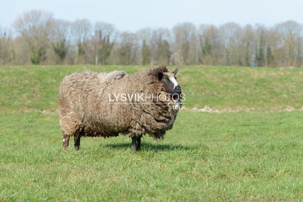 Schaap in weiland [0028102]