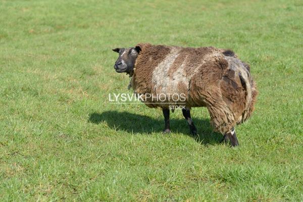 Schaap in weiland [0028103]