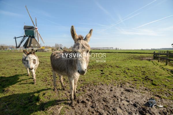 Twee ezels in weiland [0028162]