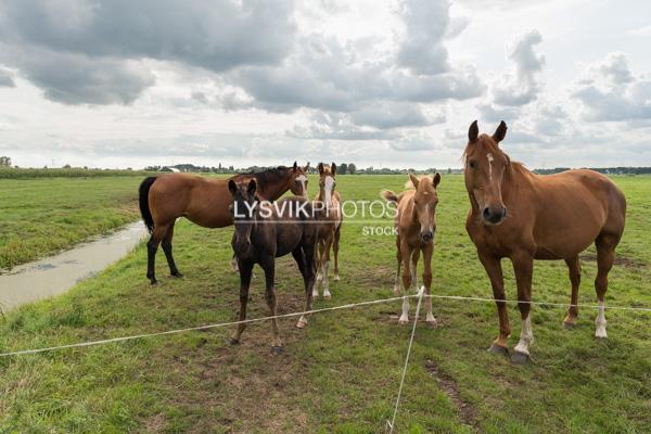 Paarden in weiland [0030654]