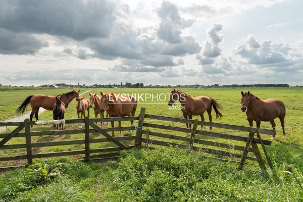 Paarden in weiland [0030665]