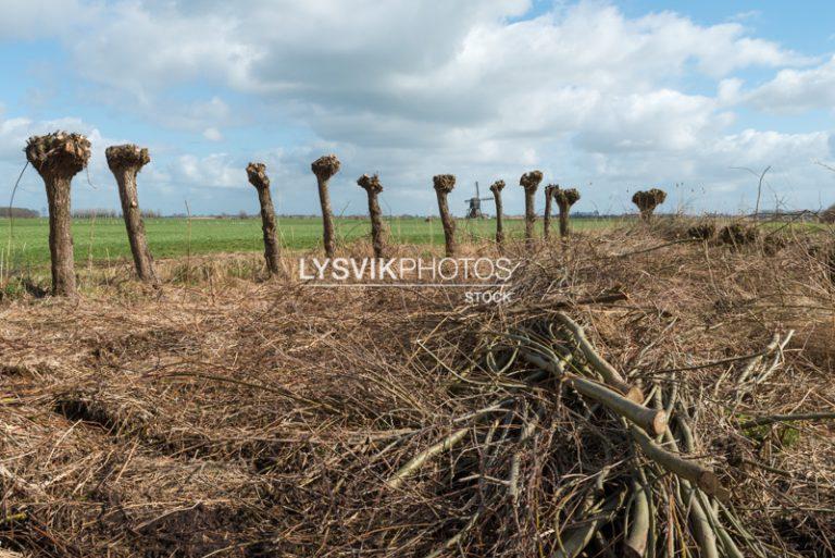 Geknotte wilgen in polderlandschap [0027882]