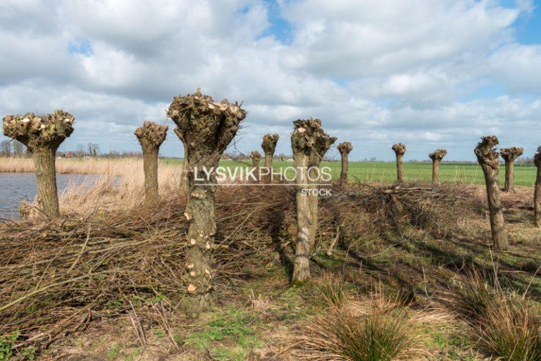 Geknotte wilgen in polderlandschap [0027886]