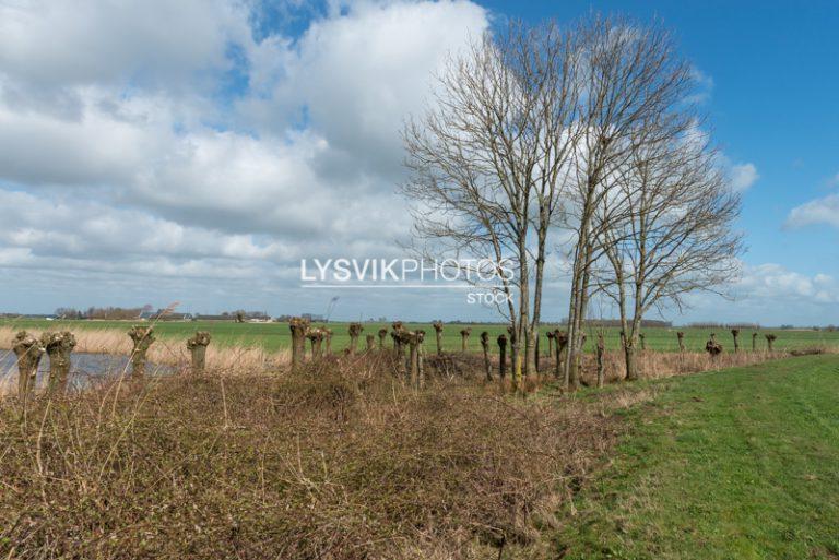 Geknotte wilgen aan plas [0027894]