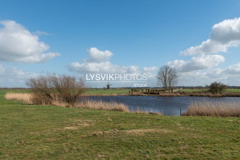 Geknotte wilgen aan watertje [0027909]