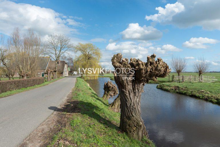 Polderweg met knotwilgen langs sloot [0032755]