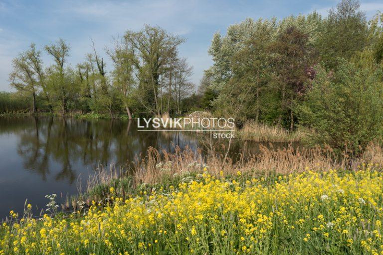 Waterpartij langs de Bazeldijk [D810160]