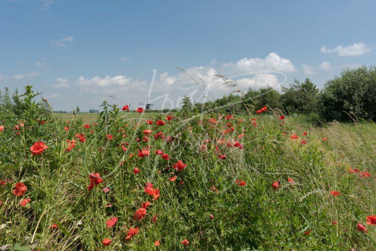 Veld met klaprozen in de Donkse Laagten D8101412