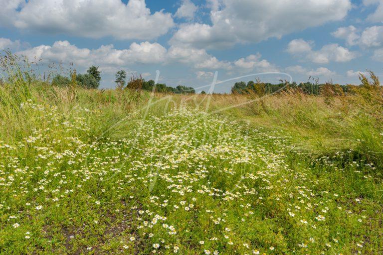 Madelliefjes (common daisy) in polderlandschap D8101426