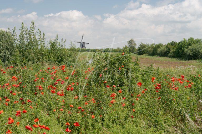 Veld met klaprozen in de Donkse Laagten D8E034183