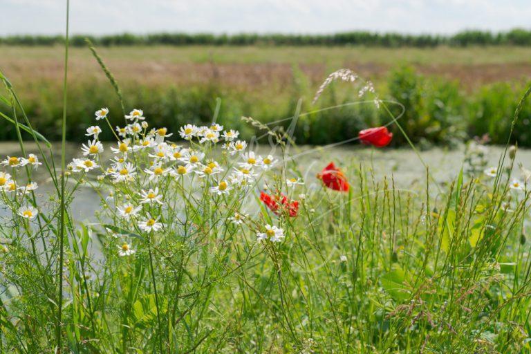 Bermplanten in de polder D8E034200