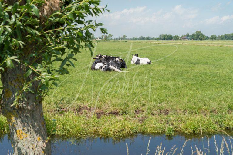 Koeien in polderlandschap D8E034215