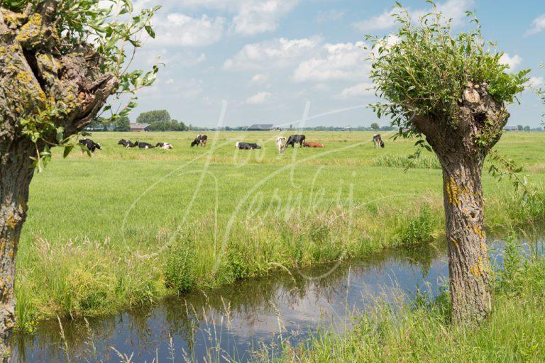 Koeien in polderlandschap D8E034229