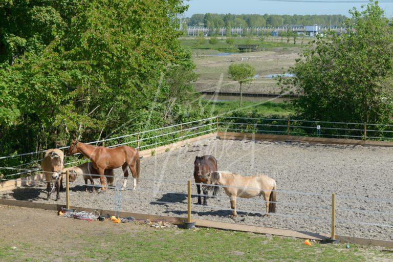 Paardenbak met paarden 0029016