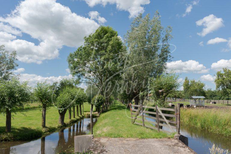 Bruggetje naar smal pad tussen bomen D8101481