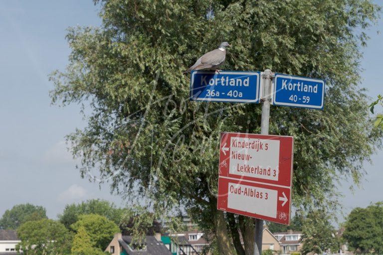 Straatnaambord Kortland D8102127