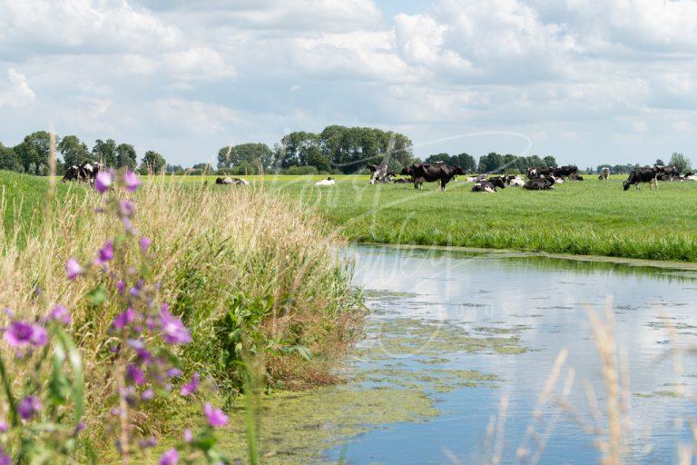 Polderlandschap met koeien D8E034254