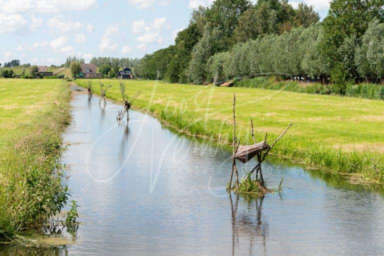 Eendenmanden in poldersloot D8E034287