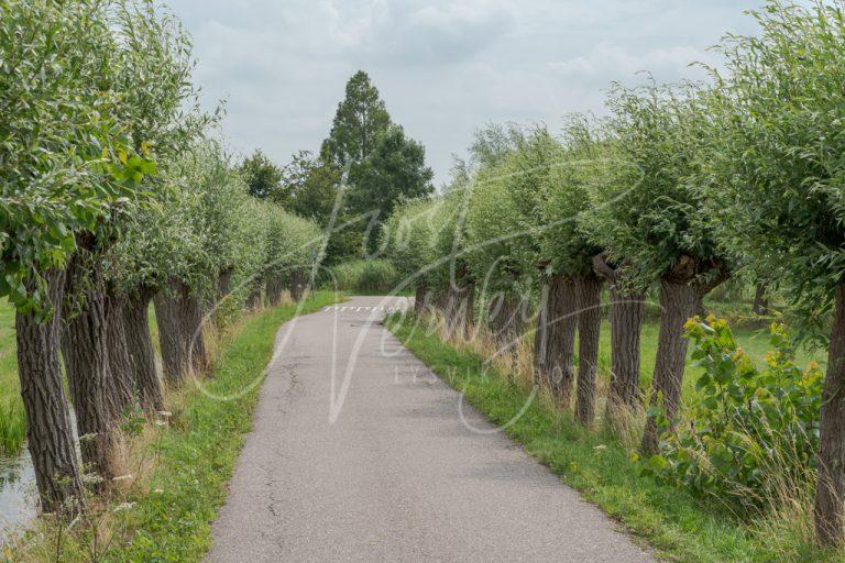 Wilgenlaantje in Minkeloos D8102016