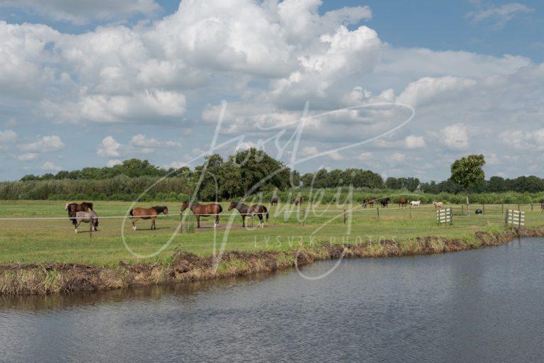 Paarden in polderlandschap D8102545