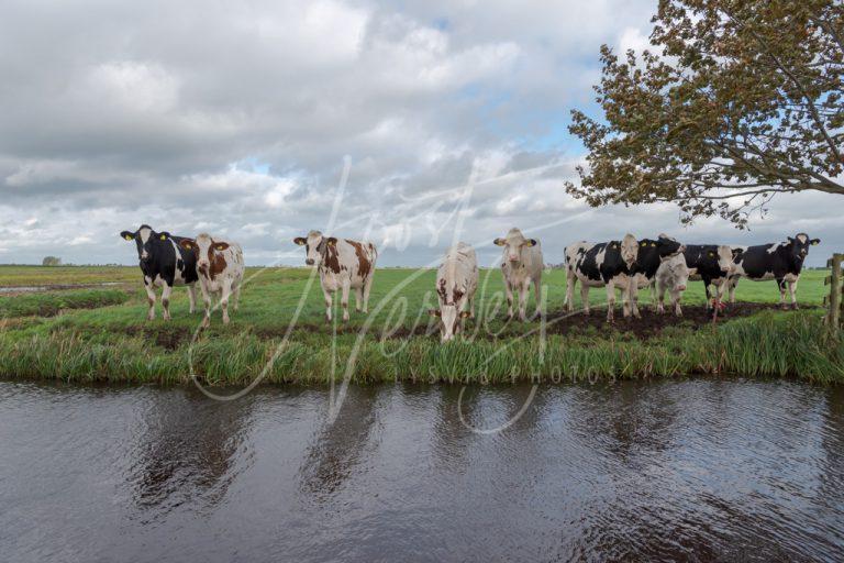 Rijtje nieuwsgierige koeien D8103769