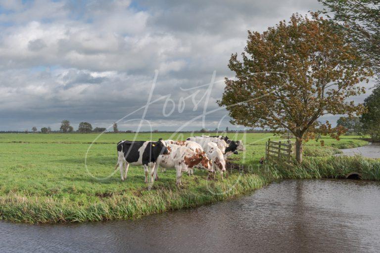 Koeien aan de slootkant in polder D8103778