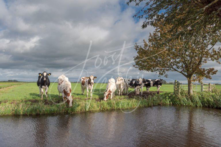 Nieuwsgierige koeien bij poldersloot D8103791