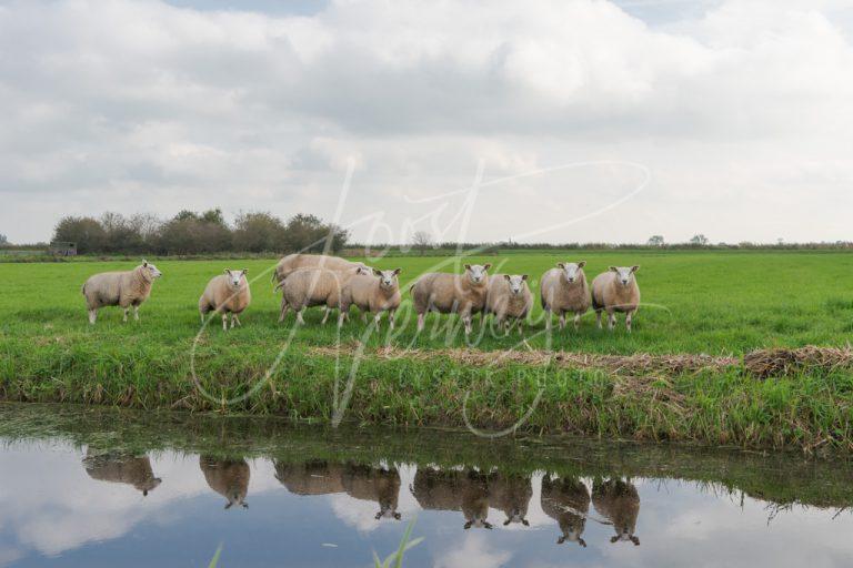 Schapen met weerspeigeling in sloot D8103905