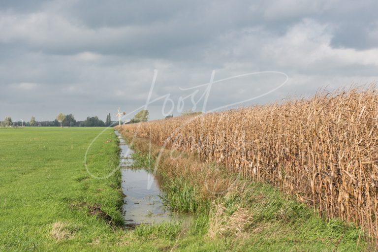 Maisveld in poldergebied D8103901