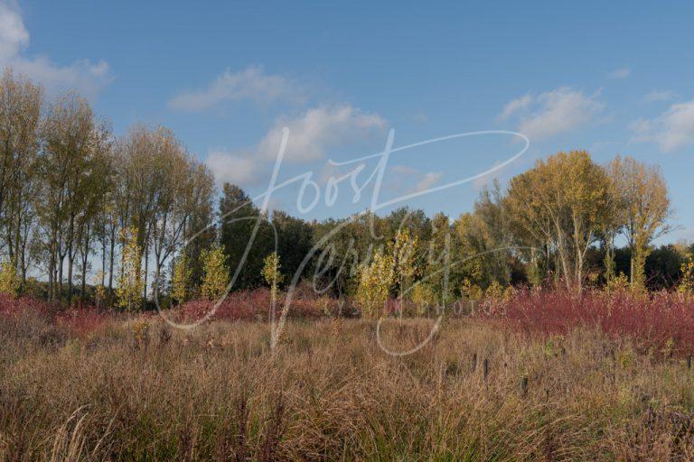 Herfstkleuren in Alblasserbos D8104326