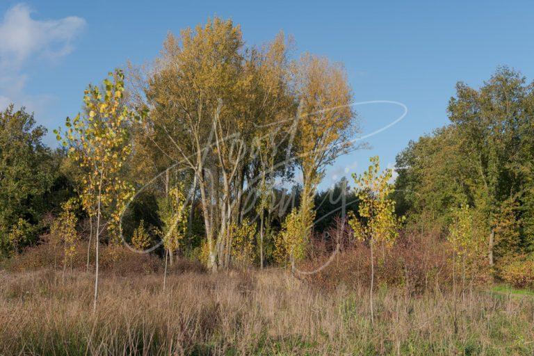 Herfstkleuren in Alblasserbos D8104344