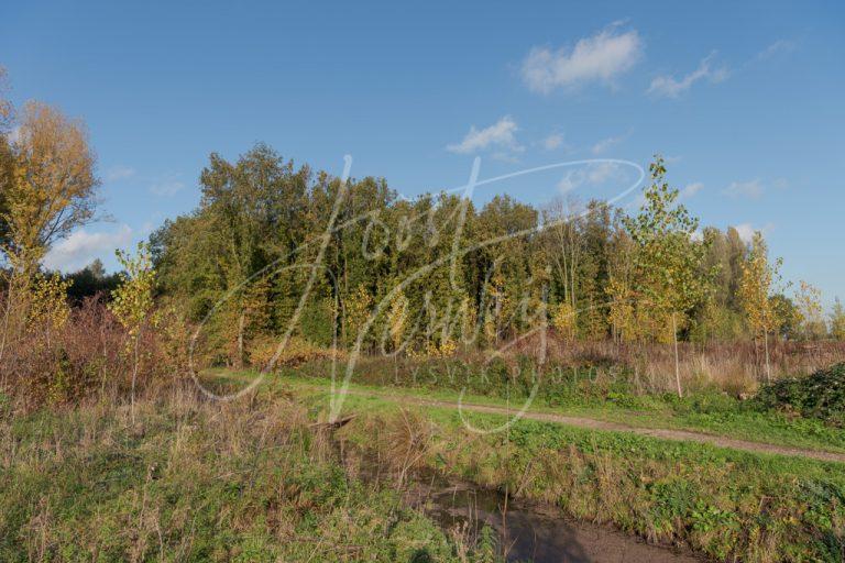 Herfstkleuren in Alblasserbos D8104346