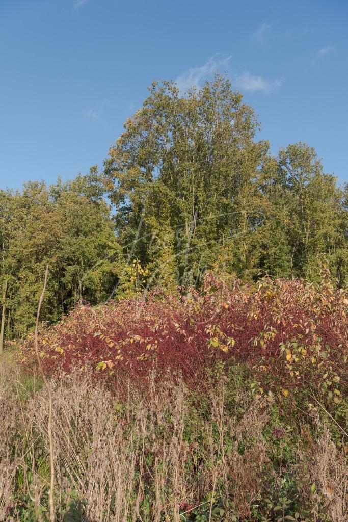 Herfstkleuren in Alblasserbos D8104352